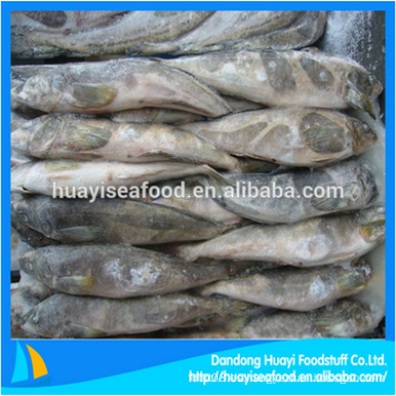 Congelados grasa greenling peces perfecto proveedor y exportador